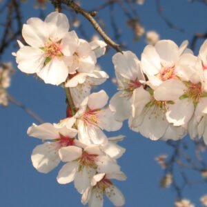 Skiepytas valgomasis migdolas