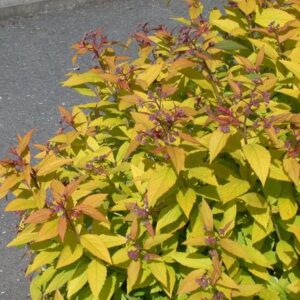 Japoninė lanksva 'Little flame'