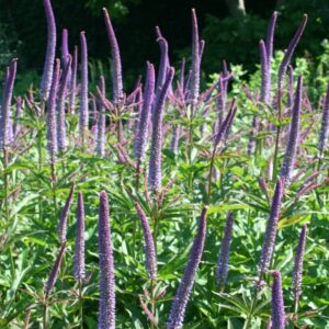 virgininis veronikunas red arrows tinka pakrančių apželdinimui bei pritaukia drugius