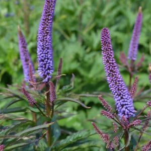 virgininis veronikūnas red arrows tinka pakrančių apželdinimui