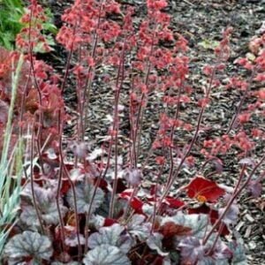 Alūnė 'Cinnabar Silver'