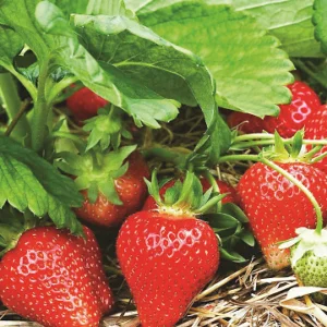 Frigo braškių daigai 'Magnus' (10vnt)