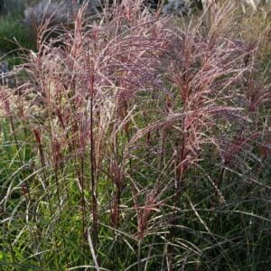 Kininis miskantas ‘Versammlung’