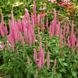 Veronika 'First Love'