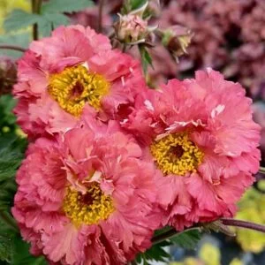 Žiognagė 'Bohema Pink'