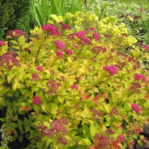 Japoninė lanksva 'Golden Princess'