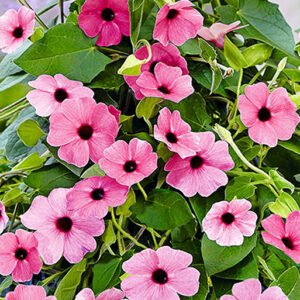 Sparnuotoji tunbergija 'Pink Surprise'