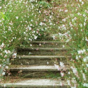 Gaura 'Whirling Butterflies'