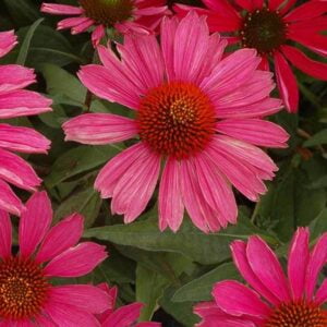 Ežiuolė 'Kismet Raspberry'