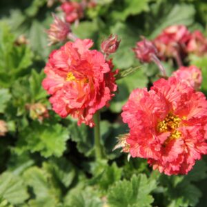 Žiognagė 'Bohema Pink'