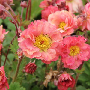 Žiognagė 'Bohema Pink'