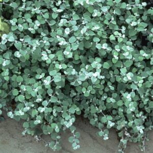 Šlamutis 'Silver Mist'