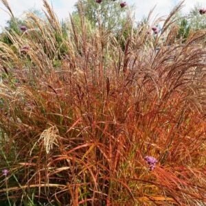 Miskanto vaizdaas vėlyvą rudenį