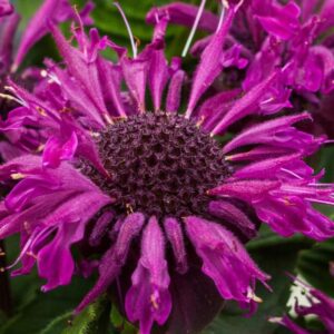 Monarda 'Be Pure'