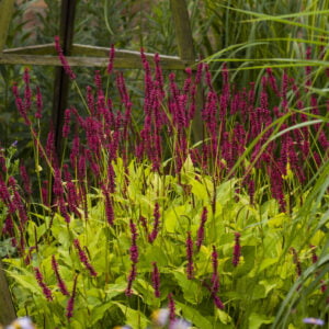 Rūgtis ‘Golden Arrow’