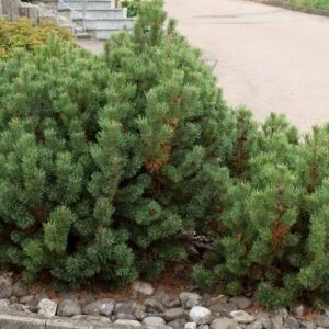 Pušis kalninė PUMILIO