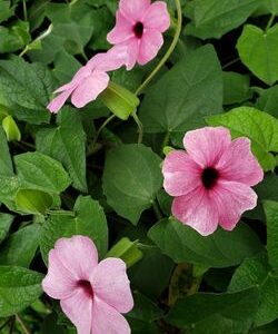 Sparnuotoji tunbergija 'Pink Surprise'