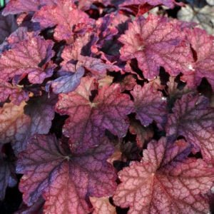 Alūnė 'World Caffe Shakerato'