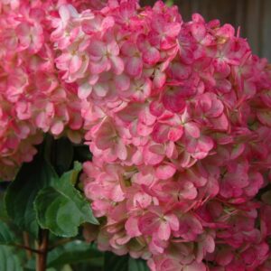 Šluotelinė hortenzija 'Panflora'