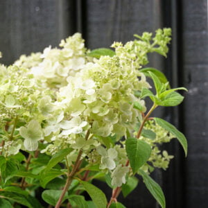 Šluotelinė hortenzija 'Panflora'
