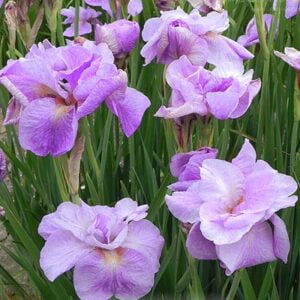 Vilkdalgis 'Imperial Opal'