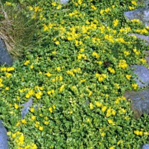 Šliaužiančioji šilingė (Lysimachia nummularia)