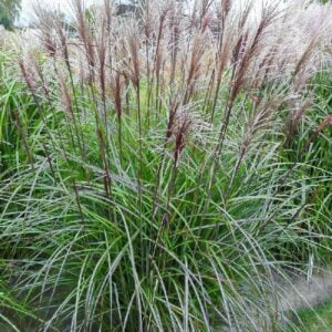 Kininis miskantas 'Westacre Wine'