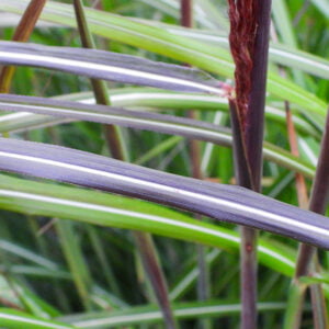 Kininis miskantas 'Westacre Wine'