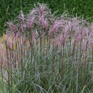 Kininis miskantas ‘Versammlung’