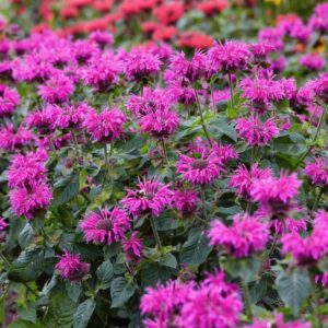 Monarda 'Be Pure'