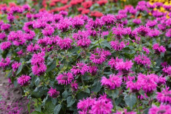 Monarda 'Be Pure'