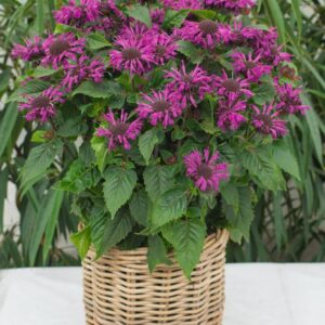 Monarda 'Be Pure'