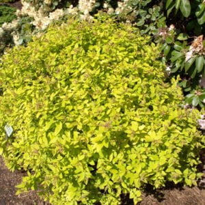 Japoninė lanksva 'Golden Princess'