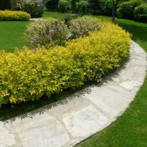 Japoninė lanksva 'Golden Princess'