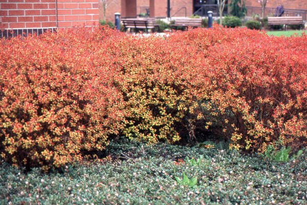 Japoninė lanksva 'Magic Carpet'