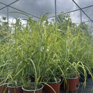 Sodinuo vaizdaas medelyne vasarą