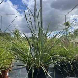 Kortaderijos sodinukas