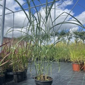 Sodinuko vaizdas medelyne vasarą