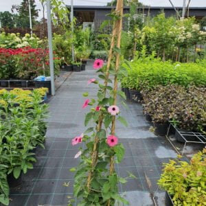 Tunbergija Superstar pink