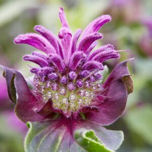 Monarda 'Be Pure'
