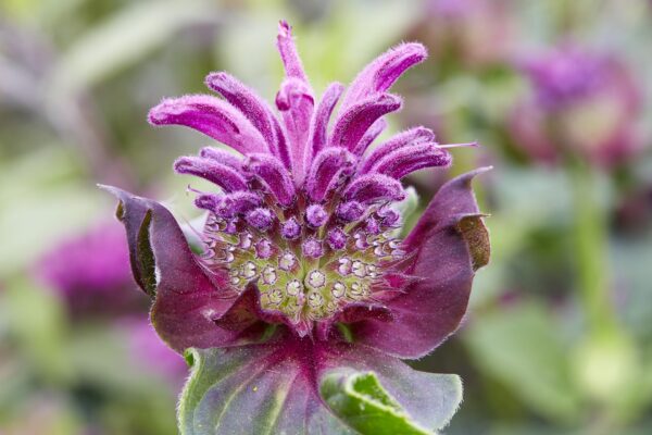 Monarda 'Be Pure'