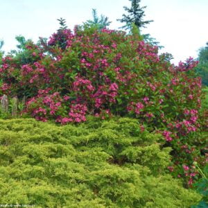 Veigelė gražiažiedė 'Bristol Ruby'