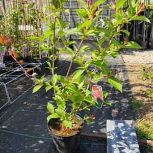 Veigelė gražiažiedė 'Bristol Ruby'