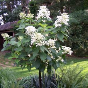 Kamieninė šluotelinė hortenzija 'Great Star'