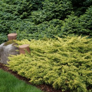 Juniperus horizontalis LIMEGLOW