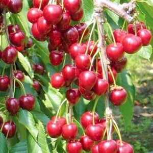 Trešnė 'Techlovan'