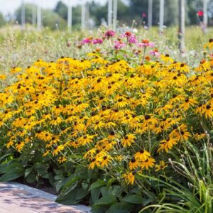 Rudbekija žėrinčioji ‘Goldsturm’