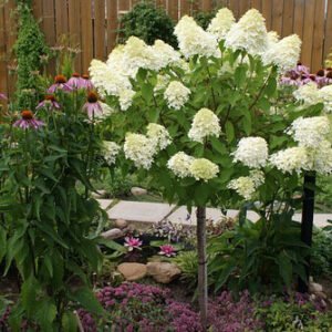 Kamieninė šluotelinė hortenzija 'Bobo'