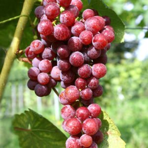 Vynuogė 'Einset seedless' (besėklė)