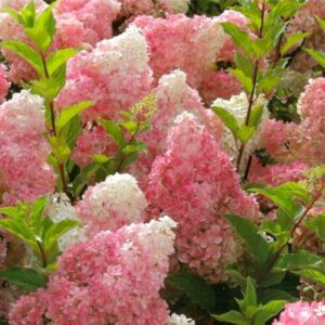 Kamieninė šluotelinė hortenzija 'Vanille Fraise'